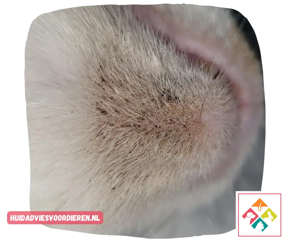 feline acne - zwarte stipjes