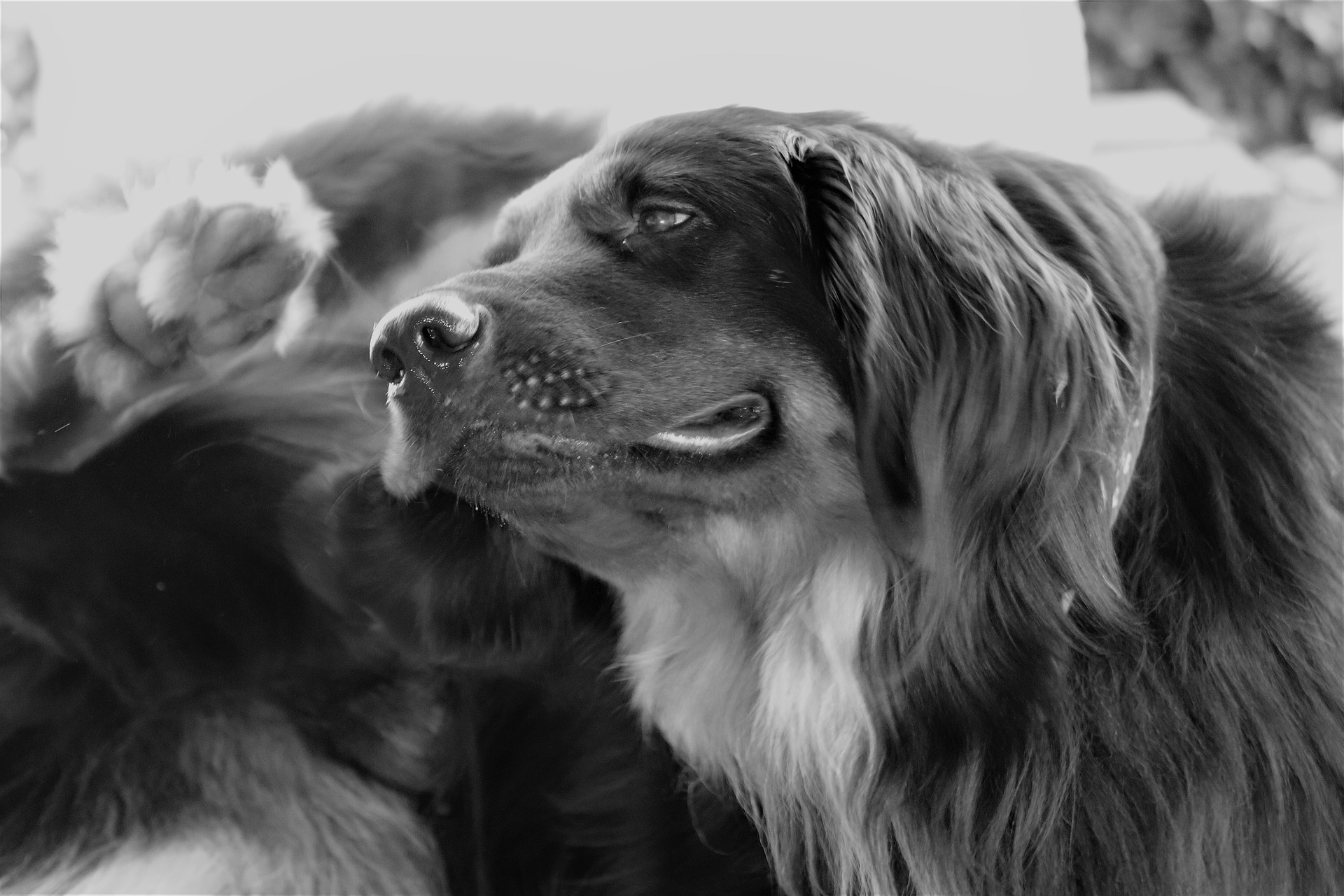 Anti-jeuk medicijnen bij hond en kat- Huidadvies