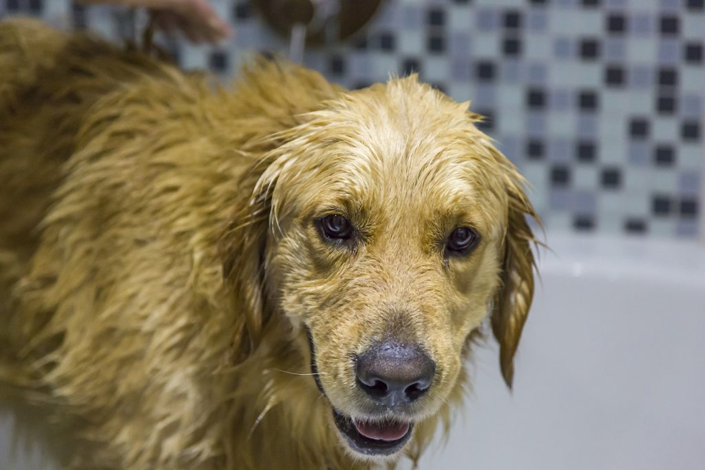 golden retriever in bad