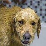 golden retriever in bad