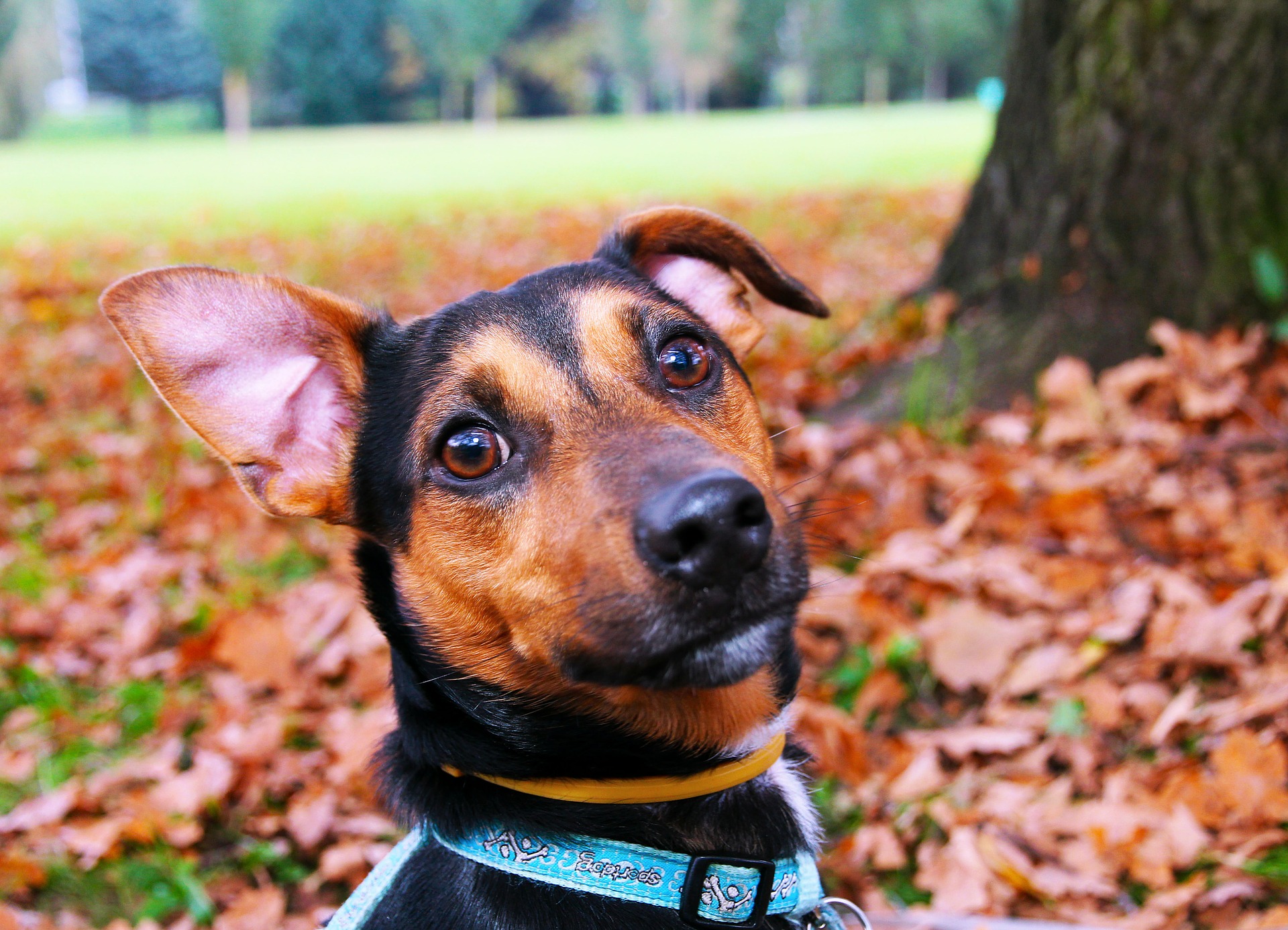 oren hond